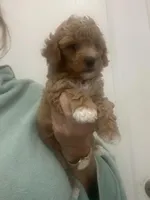 Apricot/White Markings Boy, a male Poodle - Toy  for sale in Tampa, FL – Photo 2 of 7