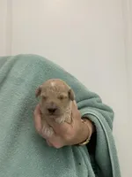 ApricotGirl, a female Poodle - Toy  for sale in Tampa, FL – Photo 6 of 8