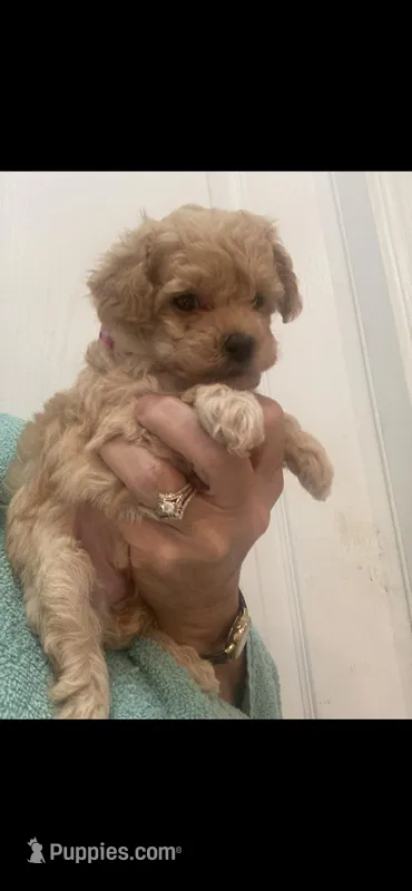 Apricot/White Markings Boy