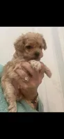 Apricot/White Markings Boy, a male Poodle - Toy  for sale in Tampa, FL – Photo 1 of 2
