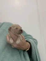 ApricotGirl, a female Poodle - Toy  for sale in Tampa, FL – Photo 2 of 8