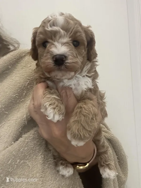 Apricot/White Markings Boy – Poodle - Toy  puppy for sale in Tampa, FL