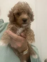 Apricot/White Markings Boy, a male Poodle - Toy  for sale in Tampa, FL – Photo 5 of 7