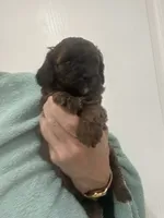 DarkApricot/Chocolate Black mix, a male Poodle - Toy  for sale in Tampa, FL – 3 of 10