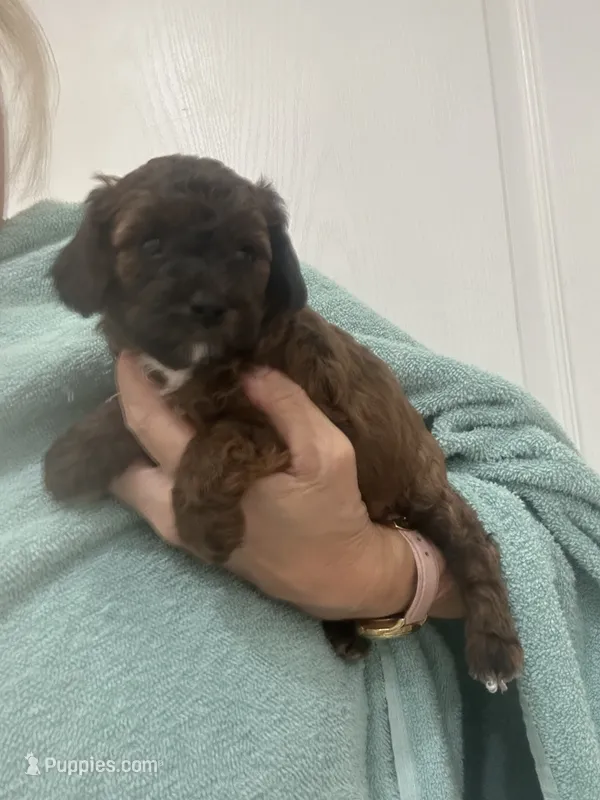 DarkApricot/Chocolate Black mix – Poodle - Toy  puppy for sale in Tampa, FL