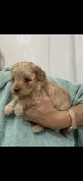 ApricotGirl , a female Poodle - Toy  for sale in Tampa, FL – 2 of 2