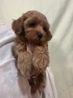 ReadyNow!!MicroMiniGoldendoodleGirl, a female Miniature Goldendoodle for sale in Tampa, FL – 4 of 8
