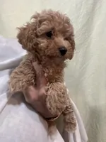 ApricotGirl , a female Poodle - Toy  for sale in Tampa, FL – 4 of 4
