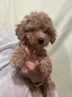 ApricotGirl , a female Poodle - Toy  for sale in Tampa, FL – 3 of 4