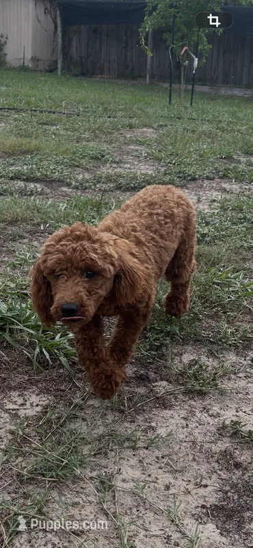 Deep DarkRedApricot Boy(AKC) – Poodle - Toy  puppy for sale in Tampa, FL