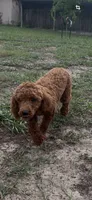 Deep DarkRedApricot Boy(AKC), a male Poodle - Toy  for sale in Tampa, FL – 1 of 2