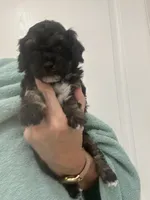 Black/Apricot Phantom, a female Poodle - Toy  for sale in Tampa, FL – 5 of 9