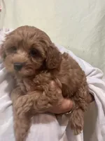 ReadyNow!!MicroMiniGoldendoodleGirl, a female Miniature Goldendoodle for sale in Tampa, FL – 2 of 8