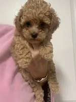 ApricotGirl , a female Poodle - Toy  for sale in Tampa, FL – 1 of 5