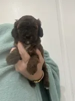 DarkApricot/Chocolate Black mix, a male Poodle - Toy  for sale in Tampa, FL – 8 of 10