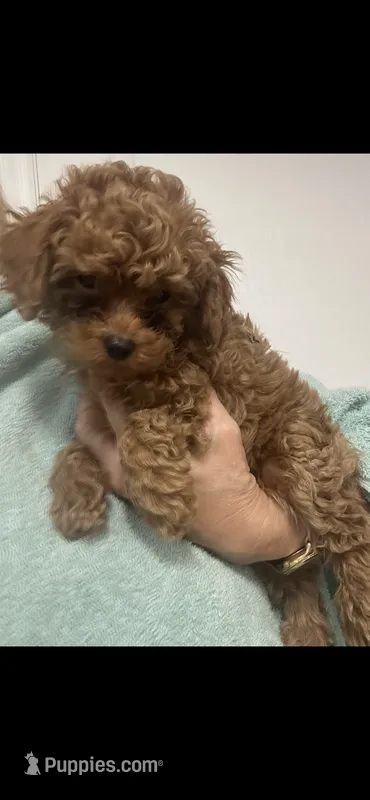 DarkRedApricotGirl – Poodle - Toy  puppy for sale in Tampa, FL