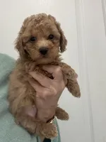 MediumApricotBoy, a male Poodle - Toy  for sale in Tampa, FL – Photo 3 of 4