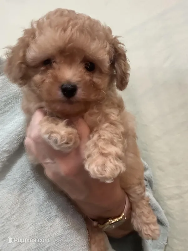 MediumApricotBoy – Poodle - Toy  puppy for sale in Tampa, FL