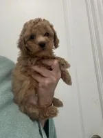 MediumApricotBoy, a male Poodle - Toy  for sale in Tampa, FL – Photo 4 of 4