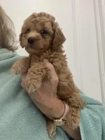 MediumApricotBoy, a male Poodle - Toy  for sale in Tampa, FL – Photo 2 of 4