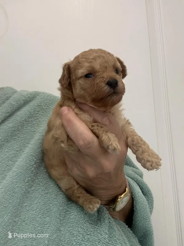 MediumApricotBoy – Poodle - Toy  puppy for sale in Tampa, FL