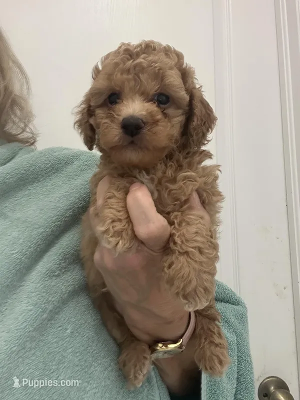MediumApricotBoy – Poodle - Toy  puppy for sale in Tampa, FL
