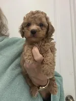 MediumApricotBoy, a male Poodle - Toy  for sale in Tampa, FL – Photo 1 of 4