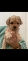 ApricotBoy , a male Poodle - Toy  for sale in Tampa, FL – 1 of 1