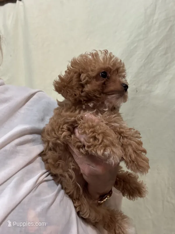 TinyTeacupGirl – Poodle - Toy  puppy for sale in Tampa, FL