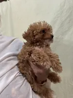 TinyTeacupGirl, a female Poodle - Toy  for sale in Tampa, FL – 1 of 4