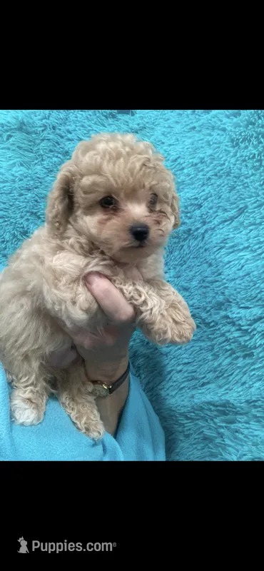 ApricotGirl  – Poodle - Toy  puppy for sale in Tampa, FL