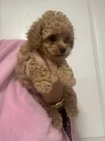 ApricotGirl , a female Poodle - Toy  for sale in Tampa, FL – 2 of 5