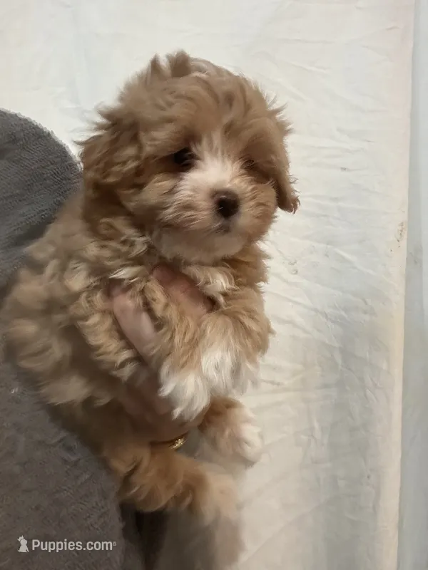 Apricot/WhiteGirl – Maltipoo puppy for sale in Tampa, FL