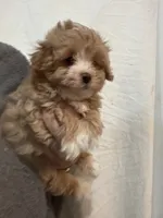 Apricot/WhiteGirl, a female Maltipoo for sale in Tampa, FL – 1 of 6