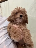 TinyTeacupGirl, a female Poodle - Toy  for sale in Tampa, FL – 2 of 4