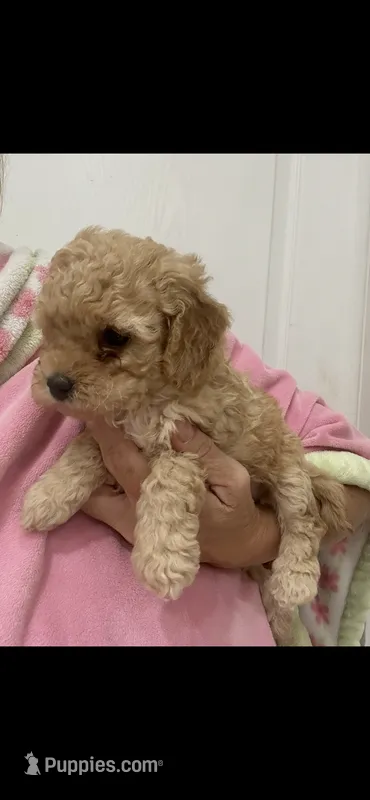 ApricotGirl , a female Poodle - Toy  for sale in Tampa, FL – 1 of 1