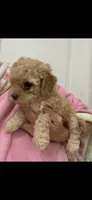 ApricotGirl , a female Poodle - Toy  for sale in Tampa, FL – 1 of 1