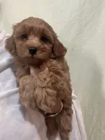 ReadyNow!!MicroMiniGoldendoodleGirl, a female Miniature Goldendoodle for sale in Tampa, FL – 8 of 8