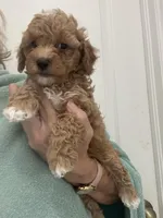 DarkApricotBoy/White Markings, a male Poodle - Toy  for sale in Tampa, FL – Photo 5 of 5