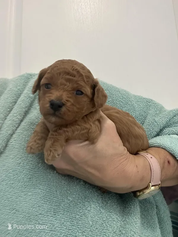 DarkApricotBoy  – Poodle - Toy  puppy for sale in Tampa, FL