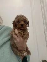 DarkApricotBoy , a male Poodle - Toy  for sale in Tampa, FL – Photo 4 of 4