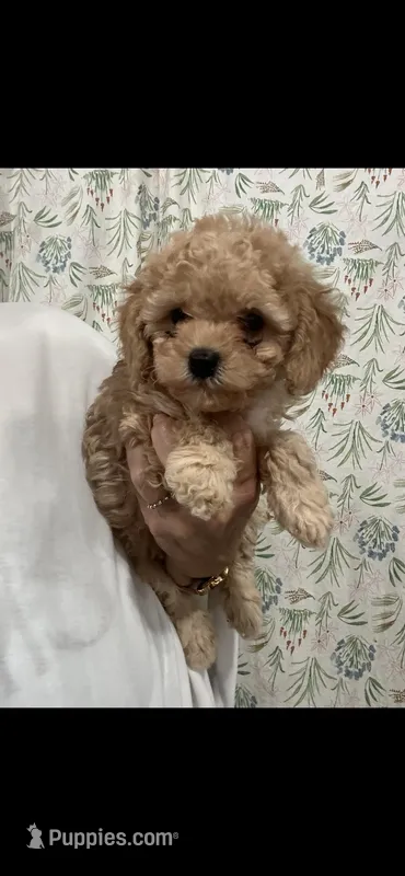 ApricotBoy  – Poodle - Toy  puppy for sale in Tampa, FL