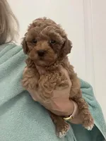 DarkApricotBoy , a male Poodle - Toy  for sale in Tampa, FL – Photo 1 of 4