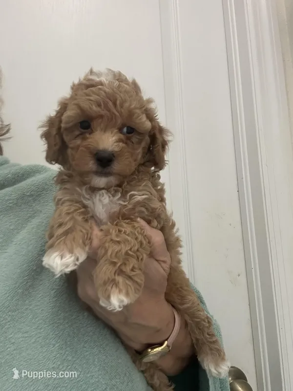 DarkApricotBoy/White Markings – Poodle - Toy  puppy for sale in Tampa, FL
