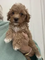 DarkApricotBoy/White Markings, a male Poodle - Toy  for sale in Tampa, FL – Photo 4 of 5
