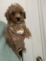 DarkApricotBoy/White Markings, a male Poodle - Toy  for sale in Tampa, FL – Photo 2 of 5