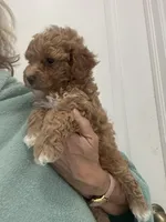 DarkApricotBoy/White Markings, a male Poodle - Toy  for sale in Tampa, FL – Photo 3 of 5