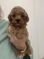 DarkApricotBoy , a male Poodle - Toy  for sale in Tampa, FL – Photo 2 of 4