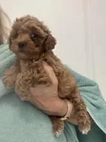 DarkApricotBoy , a male Poodle - Toy  for sale in Tampa, FL – Photo 3 of 4