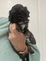 Black/Apricot Phantom, a female Poodle - Toy  for sale in Tampa, FL – 4 of 9